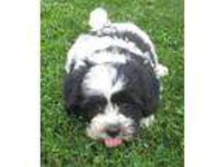 Havanese Puppy for sale in Dundee, NY, USA