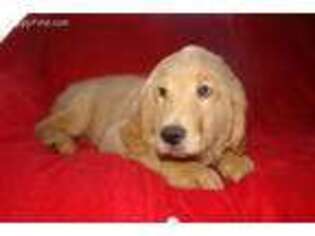 Golden Retriever Puppy for sale in Woodbury, NJ, USA