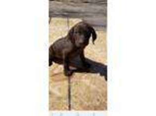 German Shorthaired Pointer Puppy for sale in Beech Creek, PA, USA
