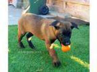 Belgian Malinois Puppy for sale in Charleston, SC, USA