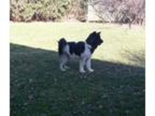 Akita Puppy for sale in Findlay, OH, USA