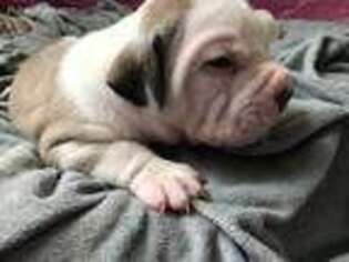 Olde English Bulldogge Puppy for sale in Batavia, IL, USA