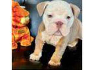 Bulldog Puppy for sale in Woodland Hills, CA, USA