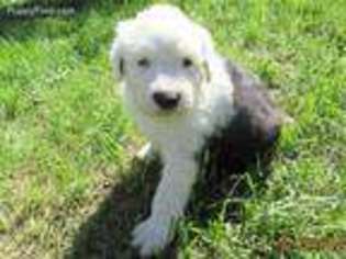 Old English Sheepdog Puppy for sale in Solon, ME, USA
