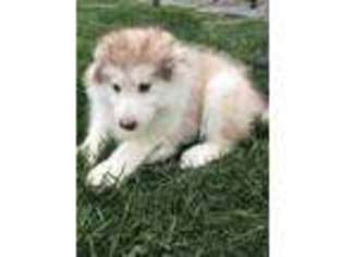 Alaskan Malamute Puppy for sale in Topeka, IN, USA