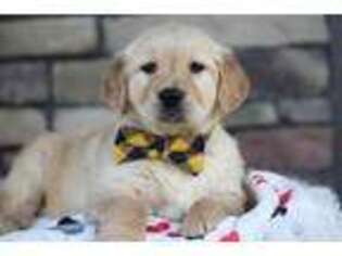 Golden Retriever Puppy for sale in Massillon, OH, USA