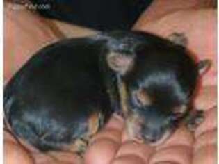 Yorkshire Terrier Puppy for sale in Belleview, FL, USA
