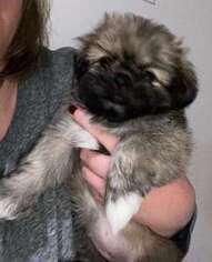 Shinese Puppy for sale in Newberg, OR, USA