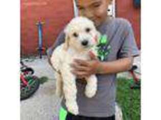 Saint Berdoodle Puppy for sale in Horicon, WI, USA