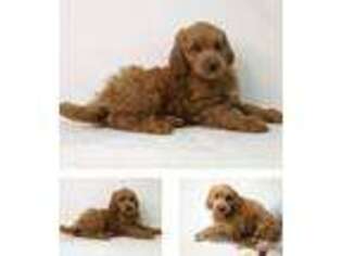 Goldendoodle Puppy for sale in Bowie, MD, USA