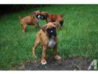 Boxer Puppy for sale in LAKE VILLA, IL, USA