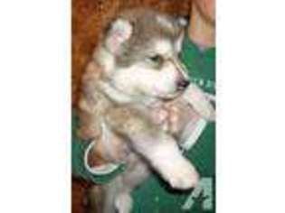 Mutt Puppy for sale in LOWELL, MI, USA