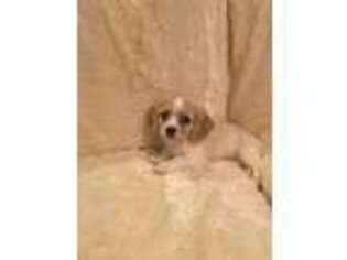 Cavachon Puppy for sale in Spartanburg, SC, USA