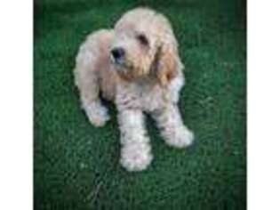 Goldendoodle Puppy for sale in Anaheim, CA, USA