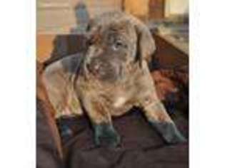 Cane Corso Puppy for sale in Moravia, NY, USA