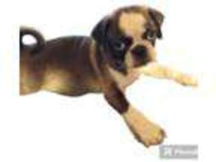 Pug Puppy for sale in Jacksonville, NC, USA