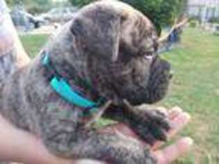Bullmastiff Puppy for sale in Americus, GA, USA