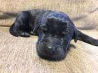 Great Dane Puppy for sale in Defiance, OH, USA