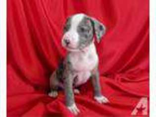 American Pit Bull Terrier Puppy for sale in KNOXVILLE, TN, USA