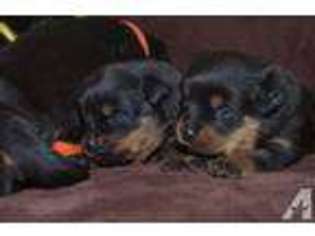 Rottweiler Puppy for sale in WORCESTER, MA, USA