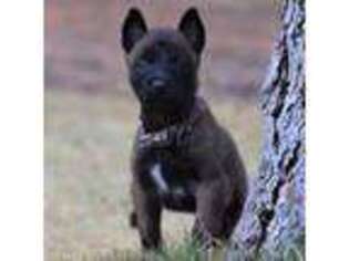 Belgian Malinois Puppy for sale in Unknown, , USA