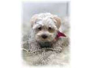 Maltese Puppy for sale in Lipan, TX, USA