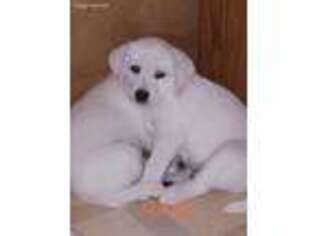 Labrador Retriever Puppy for sale in Princeton, MN, USA
