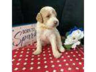 Mutt Puppy for sale in Saint Marys, GA, USA