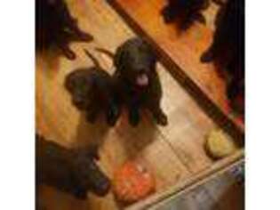 Flat Coated Retriever Puppy for sale in Monroeville, NJ, USA