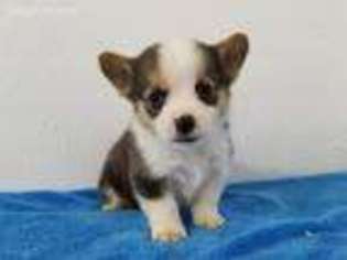 Pembroke Welsh Corgi Puppy for sale in Clark, MO, USA