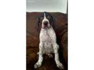 German Shorthaired Pointer Puppy for sale in Ponsford, MN, USA