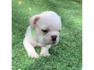 French Bulldog Puppy for sale in Albuquerque, NM, USA