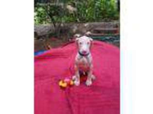 Doberman Pinscher Puppy for sale in Fredericksburg, VA, USA