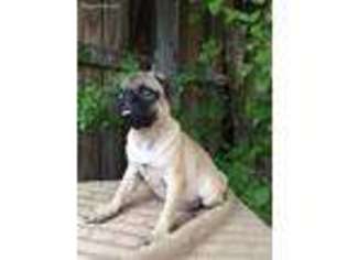 Pug Puppy for sale in Sherman, TX, USA