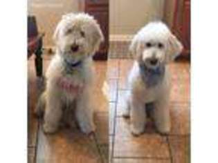 Goldendoodle Puppy for sale in Longview, TX, USA