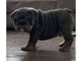 Bulldog Puppy for sale in Cincinnati, OH, USA