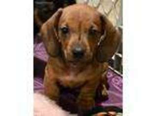 Dachshund Puppy for sale in Carrollton, VA, USA