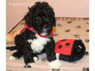 Portuguese Water Dog Puppy for sale in Theodosia, MO, USA