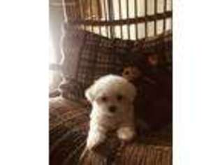 Maltese Puppy for sale in Dayton, OH, USA