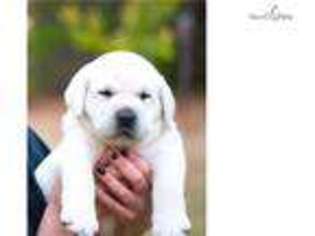 Labrador Retriever Puppy for sale in Atlanta, GA, USA