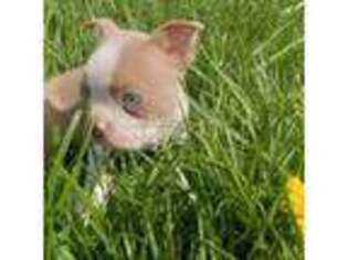 Boston Terrier Puppy for sale in Champaign, IL, USA