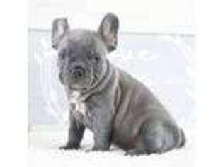 French Bulldog Puppy for sale in Pembroke Pines, FL, USA