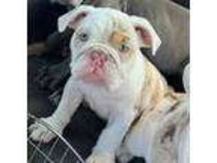 Bulldog Puppy for sale in Wheatfield, IN, USA