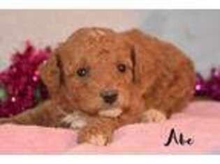 Cavapoo Puppy for sale in Loganton, PA, USA