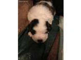 Saint Bernard Puppy for sale in Glencoe, MN, USA