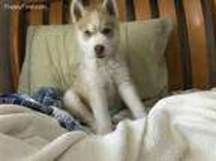 Siberian Husky Puppy for sale in Lewisville, TX, USA