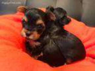 Yorkshire Terrier Puppy for sale in Carmichael, CA, USA