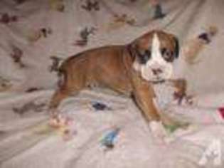 Boxer Puppy for sale in HOWELL, NJ, USA