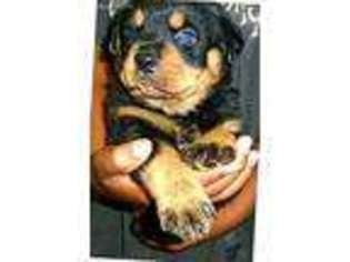 Rottweiler Puppy for sale in Lyle, WA, USA