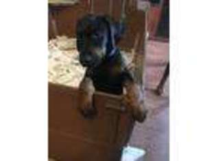 Doberman Pinscher Puppy for sale in Webster, FL, USA